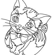 Kitten online coloring - Coloring page - ANIMAL coloring pages - PET coloring pages - CAT coloring pages - KITTEN coloring pages