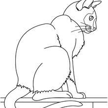 Cat online coloring - Coloring page - ANIMAL coloring pages - PET coloring pages - CAT coloring pages - CATS coloring pages