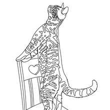 Playing cat coloring page