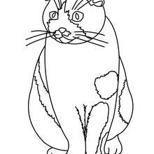 Cat picture coloring page