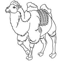 Camel online coloring - Coloring page - ANIMAL coloring pages - WILD ANIMAL coloring pages - AFRICAN ANIMALS coloring pages - CAMEL coloring pages
