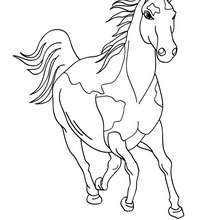 Horse online coloring - Coloring page - ANIMAL coloring pages - FARM ANIMAL coloring pages - HORSE coloring pages - WILD HORSE coloring pages