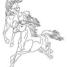 Horse picture to color - Coloring page - ANIMAL coloring pages - FARM ANIMAL coloring pages - HORSE coloring pages - WILD HORSE coloring pages