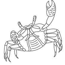 Crab online coloring - Coloring page - ANIMAL coloring pages - SEA ANIMALS coloring pages - CRAB coloring pages