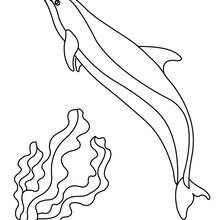 Pacific white-sided Dolphin coloring page
