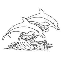Dolphins to color online - Coloring page - ANIMAL coloring pages - SEA ANIMALS coloring pages - DOLPHIN coloring pages