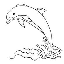 Dolphin to print out - Coloring page - ANIMAL coloring pages - SEA ANIMALS coloring pages - DOLPHIN coloring pages