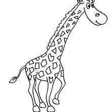 Giraffe picture to color - Coloring page - ANIMAL coloring pages - WILD ANIMAL coloring pages - AFRICAN ANIMALS coloring pages - GIRAFFE coloring pages