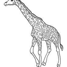 Giraffe online coloring - Coloring page - ANIMAL coloring pages - WILD ANIMAL coloring pages - AFRICAN ANIMALS coloring pages - GIRAFFE coloring pages