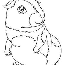 Guinea pig coloring page - Coloring page - ANIMAL coloring pages - PET coloring pages - GUINEA PIG coloring pages