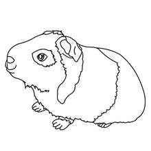 Guinea pig online coloring - Coloring page - ANIMAL coloring pages - PET coloring pages - GUINEA PIG coloring pages