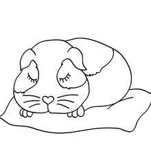Sleeping guinea pig coloring page