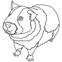 Guinea pig picture to color - Coloring page - ANIMAL coloring pages - PET coloring pages - GUINEA PIG coloring pages