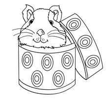 Guinea pig in a box coloring page - Coloring page - ANIMAL coloring pages - PET coloring pages - GUINEA PIG coloring pages