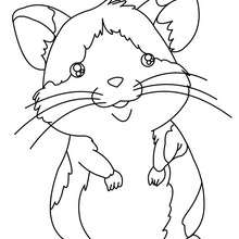 Hamster coloring page - Coloring page - ANIMAL coloring pages - PET coloring pages - HAMSTER coloring pages