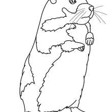 Hamster online coloring - Coloring page - ANIMAL coloring pages - PET coloring pages - HAMSTER coloring pages
