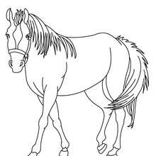 Horse picture to color in - Coloring page - ANIMAL coloring pages - FARM ANIMAL coloring pages - HORSE coloring pages - HORSE MARE coloring pages