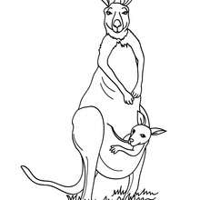 Kangaroo to color in - Coloring page - ANIMAL coloring pages - WILD ANIMAL coloring pages - AUSTRALIAN ANIMALS coloring pages - KANGAROO coloring pages