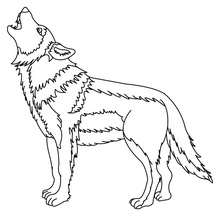 Wolf to color in - Coloring page - ANIMAL coloring pages - WILD ANIMAL coloring pages - FOREST ANIMALS coloring pages - WOLF coloring pages