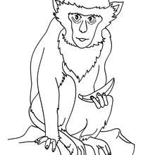 Monkey online coloring - Coloring page - ANIMAL coloring pages - WILD ANIMAL coloring pages - JUNGLE ANIMALS coloring pages - MONKEY coloring pages