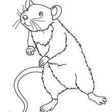 Mouse to color in - Coloring page - ANIMAL coloring pages - PET coloring pages - MOUSE coloring pages