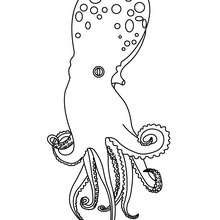 Octopus online coloring - Coloring page - ANIMAL coloring pages - SEA ANIMALS coloring pages - OCTOPUS coloring pages