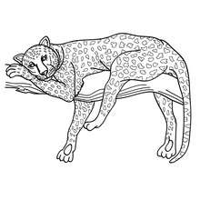 African Panther coloring page