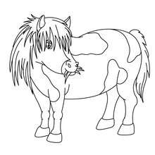 Pony coloring page - Coloring page - ANIMAL coloring pages - FARM ANIMAL coloring pages - PONY coloring pages