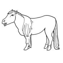 Pony to color in - Coloring page - ANIMAL coloring pages - FARM ANIMAL coloring pages - PONY coloring pages