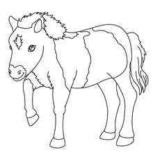 Pony online coloring - Coloring page - ANIMAL coloring pages - FARM ANIMAL coloring pages - PONY coloring pages