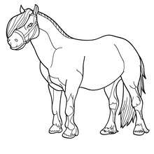 Pony picture to color in - Coloring page - ANIMAL coloring pages - FARM ANIMAL coloring pages - PONY coloring pages
