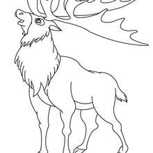 Reindeer online coloring - Coloring page - ANIMAL coloring pages - WILD ANIMAL coloring pages - FOREST ANIMALS coloring pages - REINDEER coloring pages