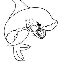 Shark online coloring - Coloring page - ANIMAL coloring pages - SEA ANIMALS coloring pages - SHARK coloring pages