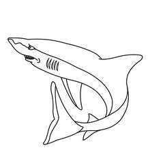 Shark picture coloring page