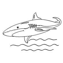 Shortfin Mako Shark coloring page