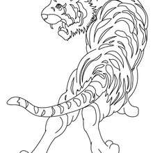 Tiger picture to color - Coloring page - ANIMAL coloring pages - WILD ANIMAL coloring pages - JUNGLE ANIMALS coloring pages - TIGER coloring pages