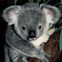 Animals of the World: The Koala. report