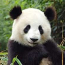 Animals of the World: The Panda report