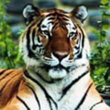 Animals of the World: The Tiger. - Reading online - REPORTS - ANIMAL reports for kids - WILD ANIMAL reports for kids