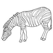 Zebra picture to color - Coloring page - ANIMAL coloring pages - WILD ANIMAL coloring pages - AFRICAN ANIMALS coloring pages - ZEBRA coloring pages