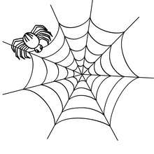 Spider on its spider web coloring page - Coloring page - HOLIDAY coloring pages - HALLOWEEN coloring pages - HALLOWEEN SPIDER coloring pages