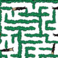 TANGLED Forest Maze Game online game