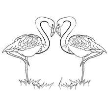 Swan couple coloring page - Coloring page - HOLIDAY coloring pages - VALENTINE coloring pages - KISS coloring pages