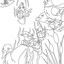 The Ugly Duckling tale coloring page - Coloring page - FAIRY TALES coloring pages - ANDERSEN fairy tales coloring pages