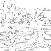 The Ugly ducking tale coloring page