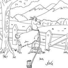 The Little Brave Goat of Monsieur Seguin coloring page - Coloring page - FAIRY TALES coloring pages - DAUDET fairy tales coloring pages