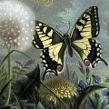 The Butterfly - Reading online - TALES for kids - CLASSIC tales - HANS CHRISTIAN ANDERSEN fairy tales