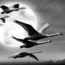 The Wild Swans folk tale