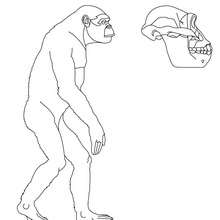 Australopithecus skull coloring page