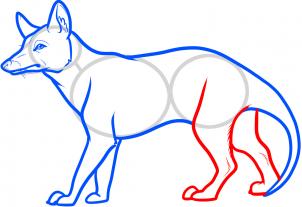 How to draw how to draw a tasmanian tiger, tasmanian wolf - Hellokids.com